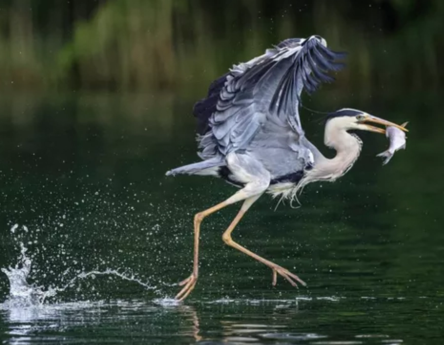 Фотоаппарат Canon EOS R5 kit [24-105mm] L IS (4147C013)