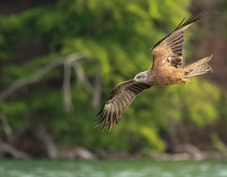 Фотоаппарат Canon EOS R5 kit [24-105mm] L IS (4147C013)