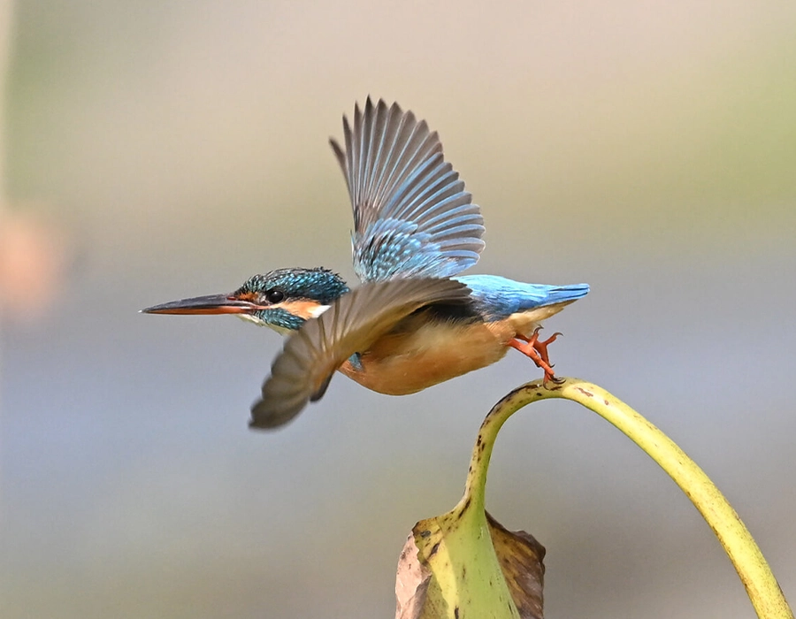 Фотоапарат Nikon Z6 III body (VOA130AE)