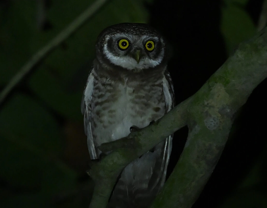 Фотоапарат Nikon Z6 III body (VOA130AE)