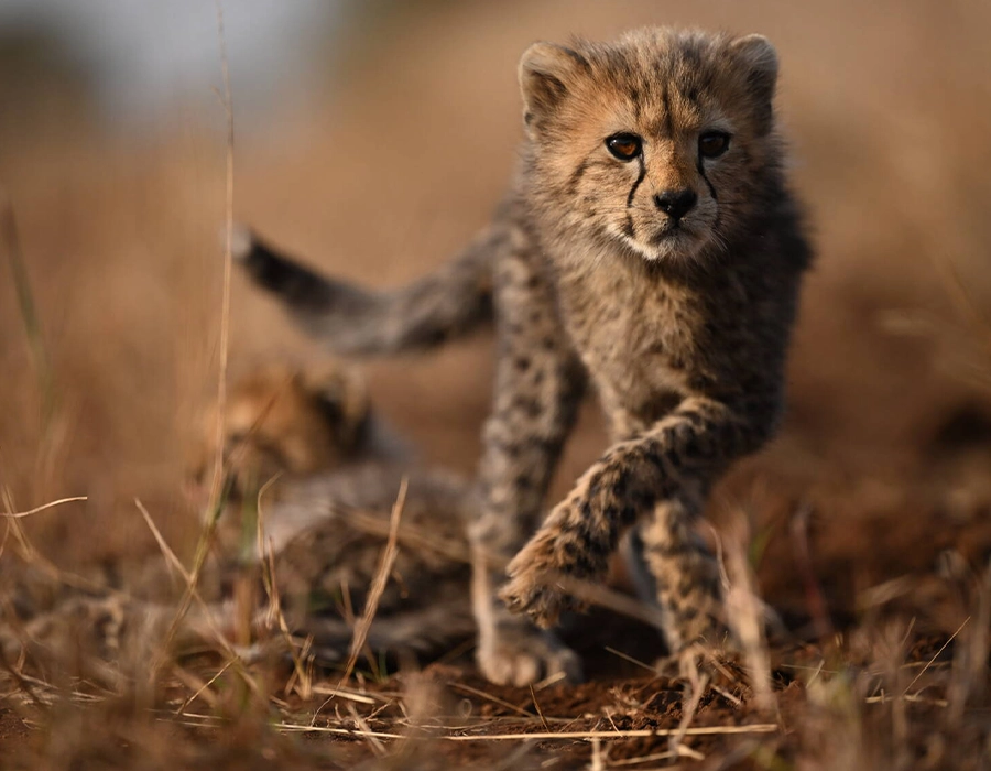 Фотоапарат Nikon Z9 Body (VOA080AE)