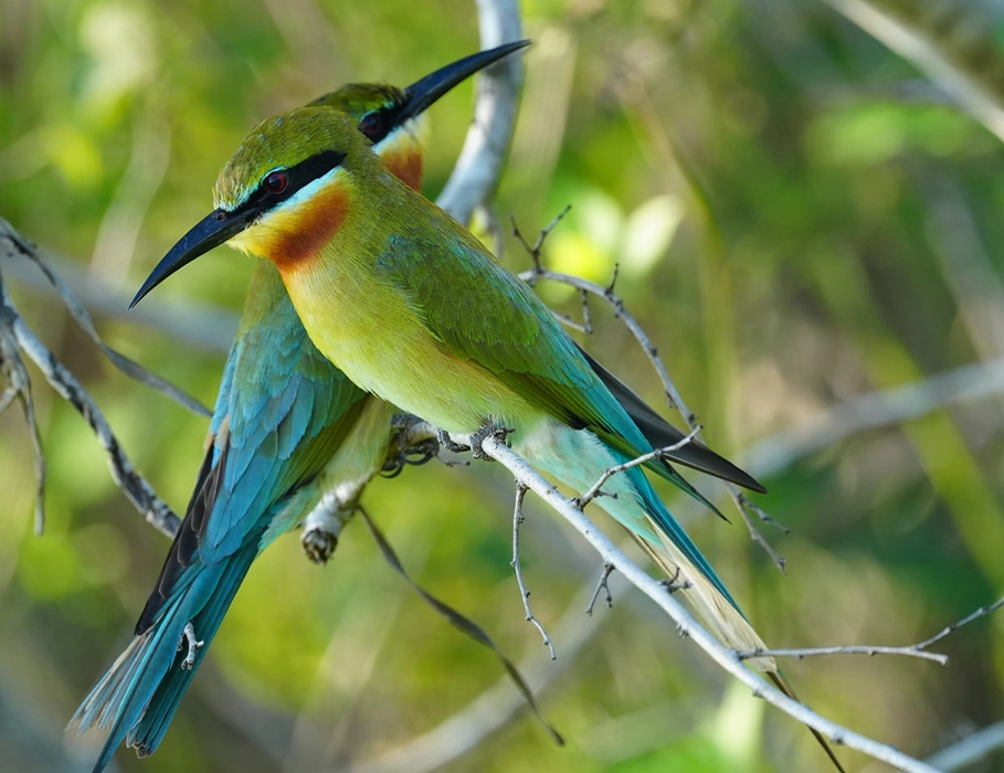 Фотоапарат Sony Alpha A6700 kit [18-135mm] (ILCE6700MB.CEC)