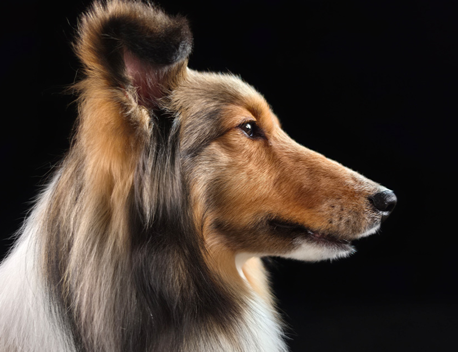 Смартфон Samsung Galaxy S26 Ultra 12/512GB - Silver Shadow (SM-S948BZSG)