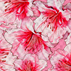 Azalea